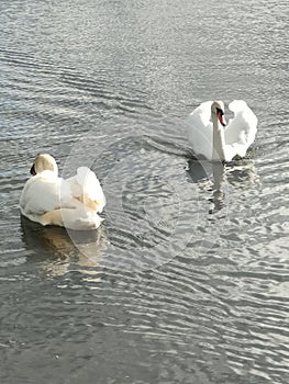 Swans 2x2 coupled partners