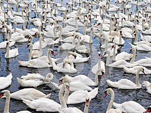 Swans