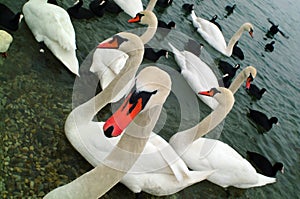 Swans