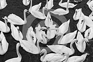 Swans