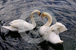 Swans