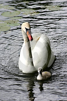 Swans