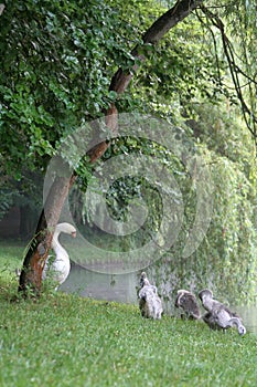 Swans photo