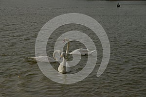 Swans at Al Qudra Lakes, Dubai photo