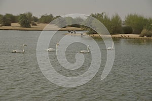 Swans at Al Qudra Lakes, Dubai photo