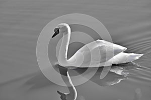 Swans - Anatidae Family