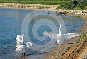Swans arrived at the Black Sea photo