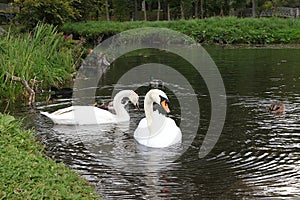 Swans on the autumn lake. Dad swan and his son swim in the pond, preserving the environment,