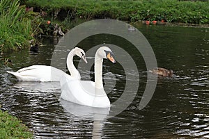 Swans on the autumn lake. Dad swan and his son swim in the pond, preserving the environment,