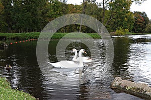 Swans on the autumn lake. Dad swan and his son swim in the pond, preserving the environment,