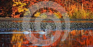Swans and autumn reflection