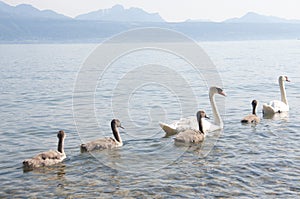 Swans with Baby Swans in Lake Geneva