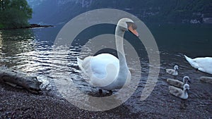 Swans with Baby Swans in Lake Walensee