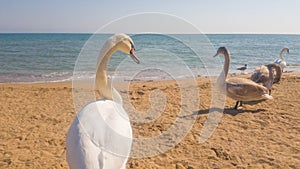 .Swans on the beach in Evpatoria, Crimea