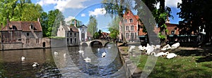 Swans at the Begijnhof and Minnewater Park in Bruges