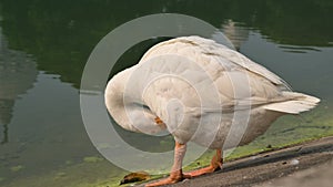 Swans bird, Anatidae family Cygnus genus, at the lake of Victoria Memorial.