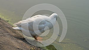 Swans bird, Anatidae family Cygnus genus, at the lake of Victoria Memorial.