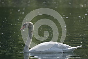 Swans are birds of the family Anatidae