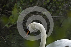 Swans are birds of the family Anatidae