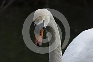 Swans are birds of the family Anatidae