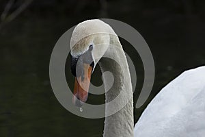 Swans are birds of the family Anatidae