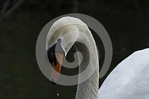 Swans are birds of the family Anatidae