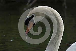 Swans are birds of the family Anatidae