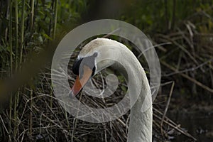 Swans are birds of the family Anatidae