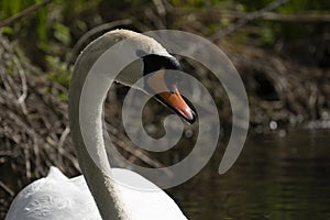 Swans are birds of the family Anatidae