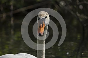 Swans are birds of the family Anatidae