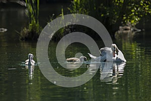 Swans are birds of the family Anatidae within the genus Cygnus