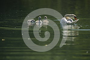 Swans are birds of the family Anatidae within the genus Cygnus