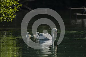 Swans are birds of the family Anatidae within the genus Cygnus