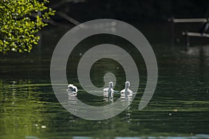 Swans are birds of the family Anatidae within the genus Cygnus