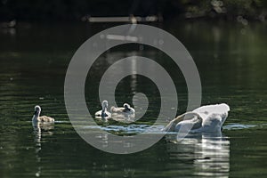 Swans are birds of the family Anatidae within the genus Cygnus