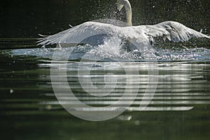 Swans are birds of the family Anatidae within the genus Cygnus