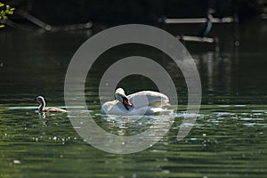 Swans are birds of the family Anatidae within the genus Cygnus