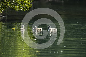 Swans are birds of the family Anatidae within the genus Cygnus