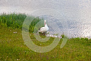 Swans are birds of the family Anatidae within genus Cygnus. The swans close relatives include geese and ducks. Swans with closely