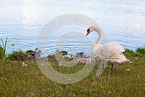 Swans are birds of the family Anatidae within genus Cygnus. The swans close relatives include geese and ducks. Swans with closely