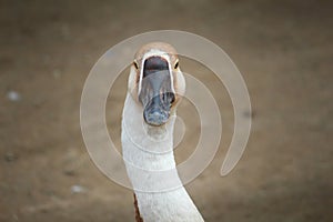 Swans birds are the largest extant members of the waterfowl family