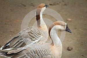 Swans birds are the largest extant members of the waterfowl family