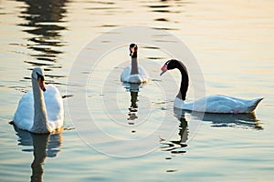 Swans and Black-necked swans