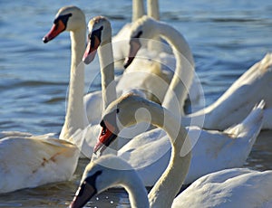 Swans on the Black Sea