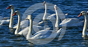 Swans on Black Sea