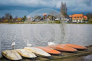 Swans at the boating lage in Thorpeness photo