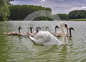 Swans at Bodicke rameno meander