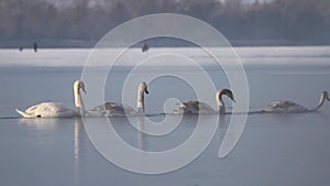 Swans break through the ice-feeding