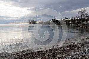 Swans and calm in Leman Lake , Lausanne, Switzerland