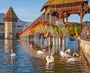 Swans at the Chapel Bridge in Lucerne, Switzerland